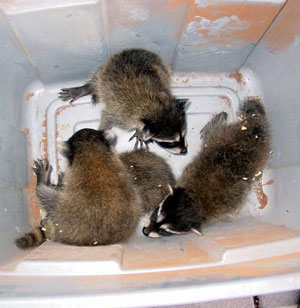 Our newest members